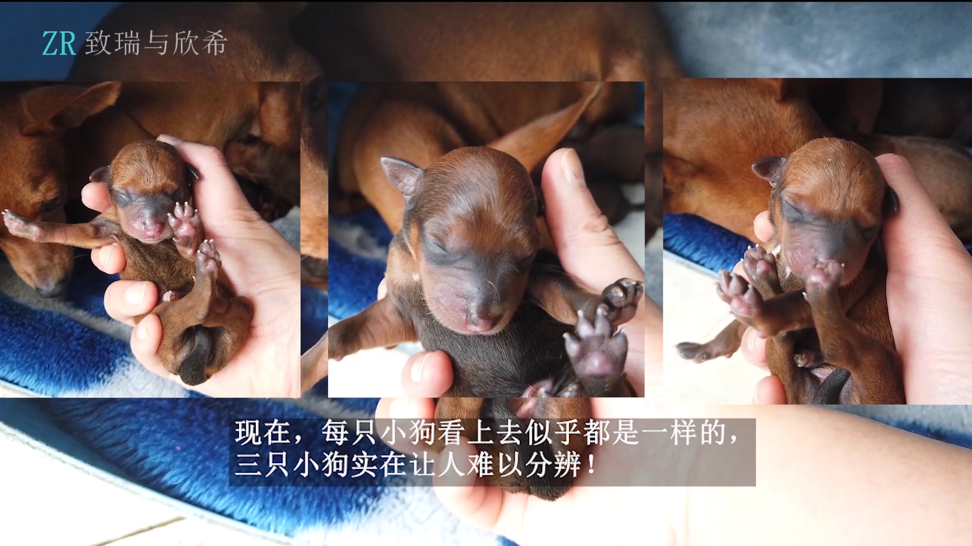 记录小鹿犬幼崽的配种出生和成长