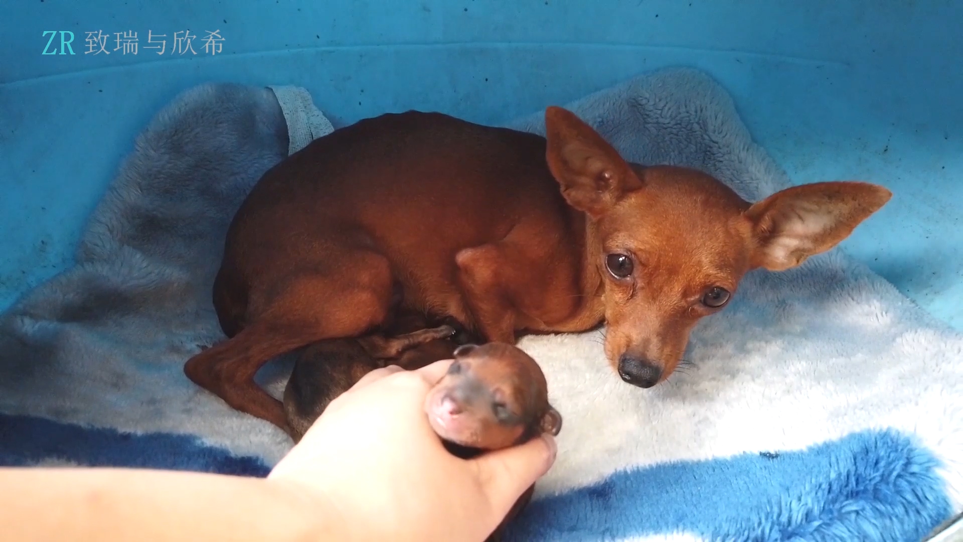 记录小鹿犬幼崽的配种出生和成长